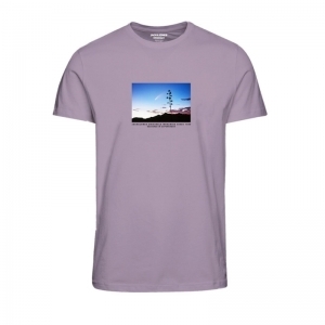  LAVENDER FROST